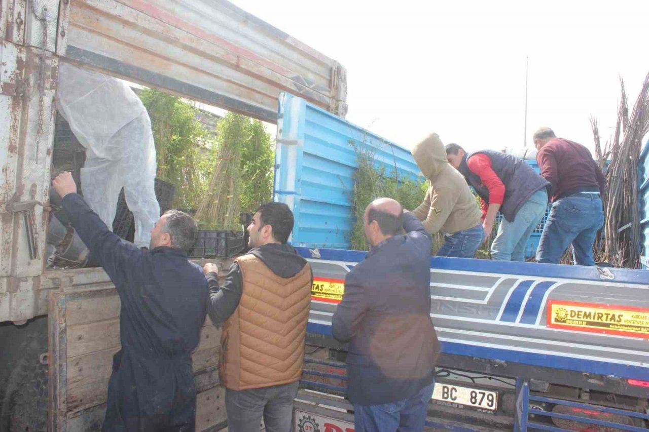 Muş’ta çiftçilere 20 bin meyve fidanı dağıtıldı