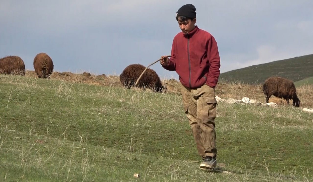 Karların erimesiyle koyunlar tekrar meraya çıkarıldı