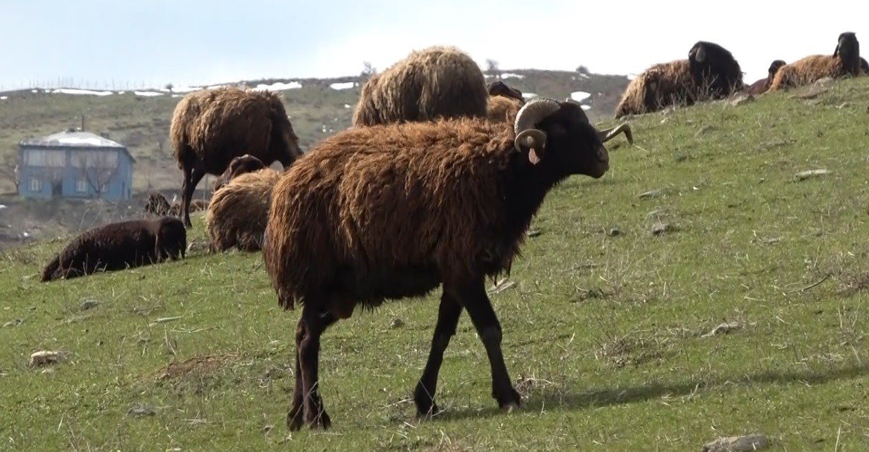 Karların erimesiyle koyunlar tekrar meraya çıkarıldı