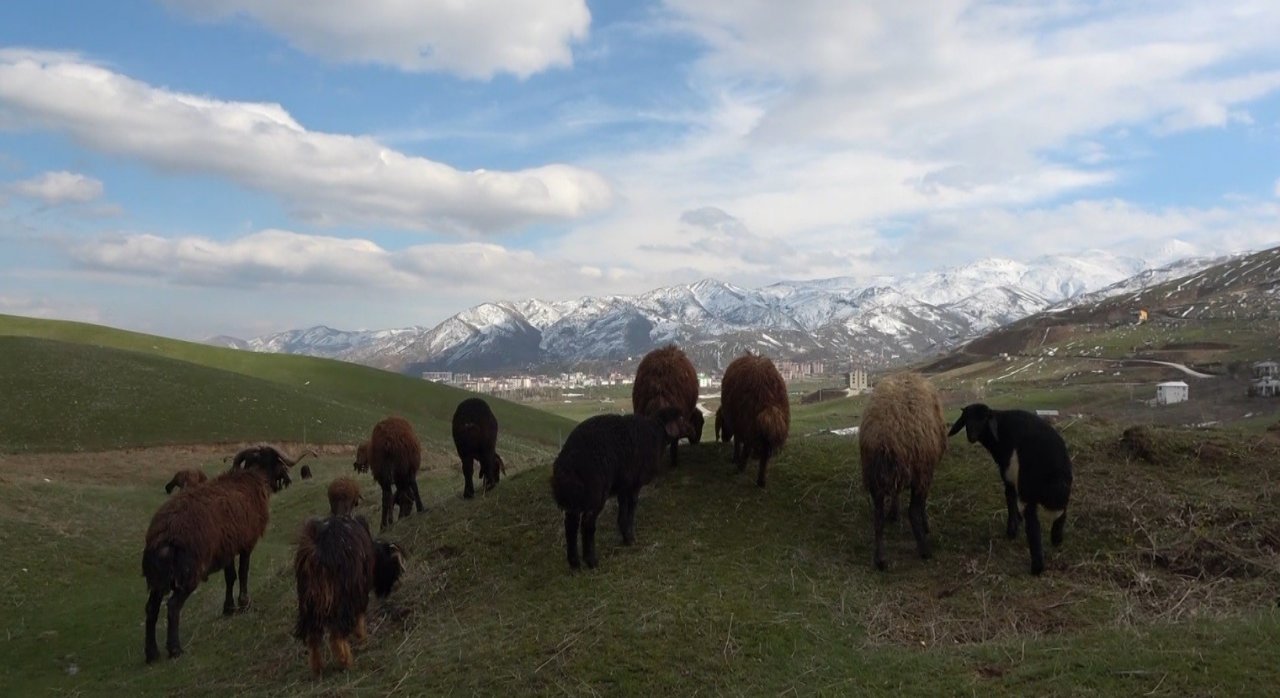 Karların erimesiyle koyunlar tekrar meraya çıkarıldı
