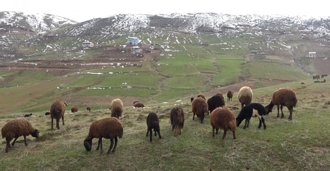 Karların erimesiyle koyunlar tekrar meraya çıkarıldı