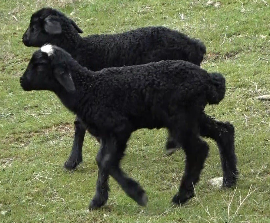 Karların erimesiyle koyunlar tekrar meraya çıkarıldı