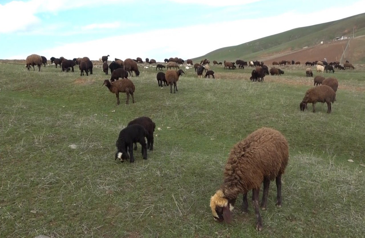 Karların erimesiyle koyunlar tekrar meraya çıkarıldı
