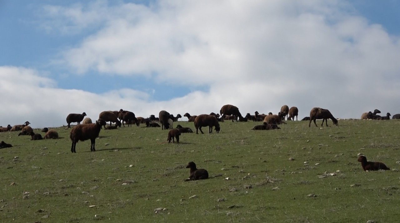 Karların erimesiyle koyunlar tekrar meraya çıkarıldı