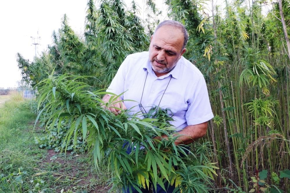 Türkiye’nin 2023 yılı kenevir ekim alanının 6 bin 500 dekar olması bekleniyor