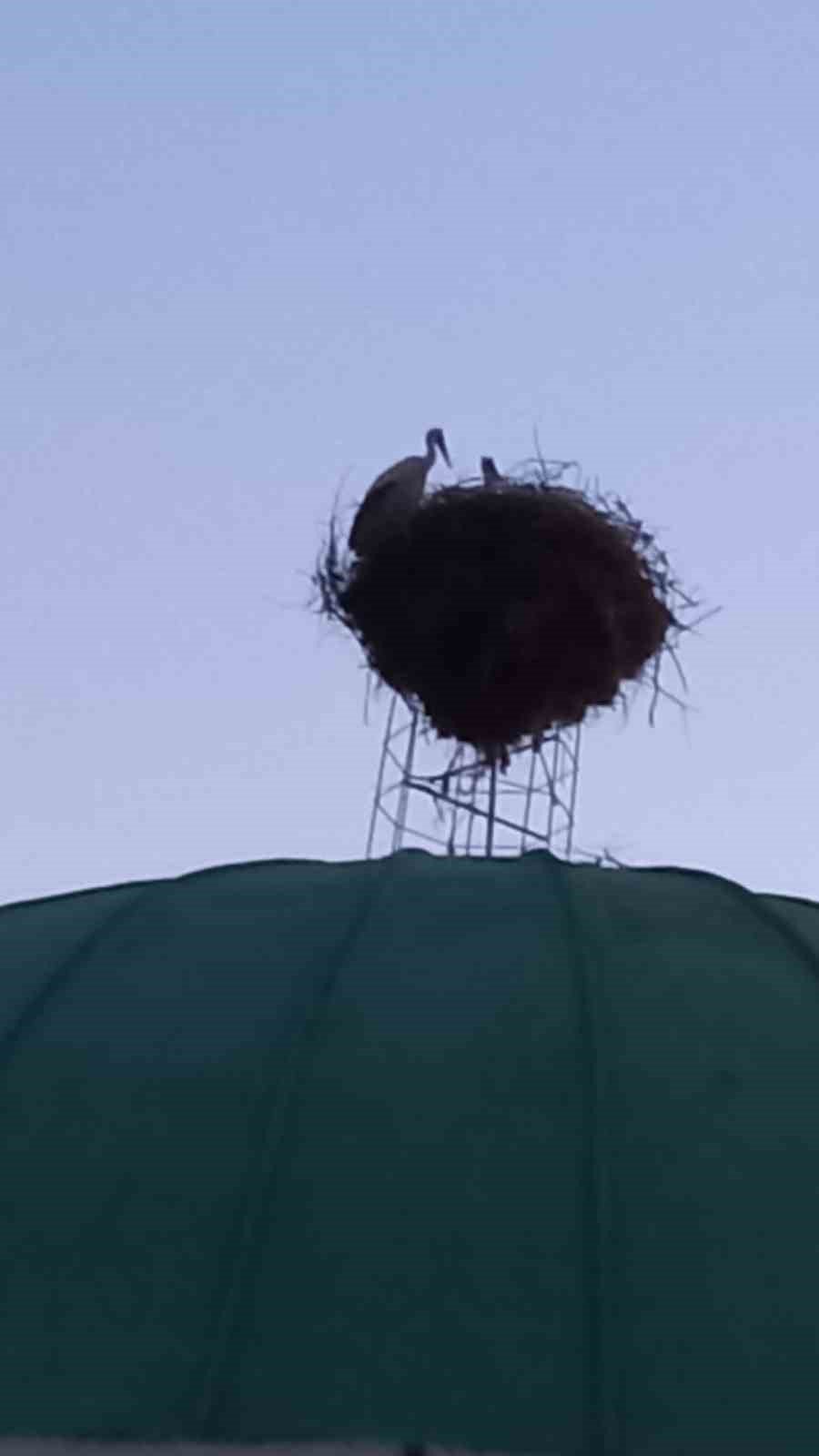 Depremzede leylek ailesi güvenli kubbeye taşındı