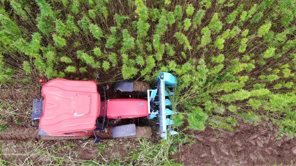 Türkiye’nin 2023 yılı kenevir ekim alanının 6 bin 500 dekar olması bekleniyor