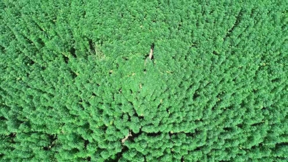 Türkiye’nin 2023 yılı kenevir ekim alanının 6 bin 500 dekar olması bekleniyor