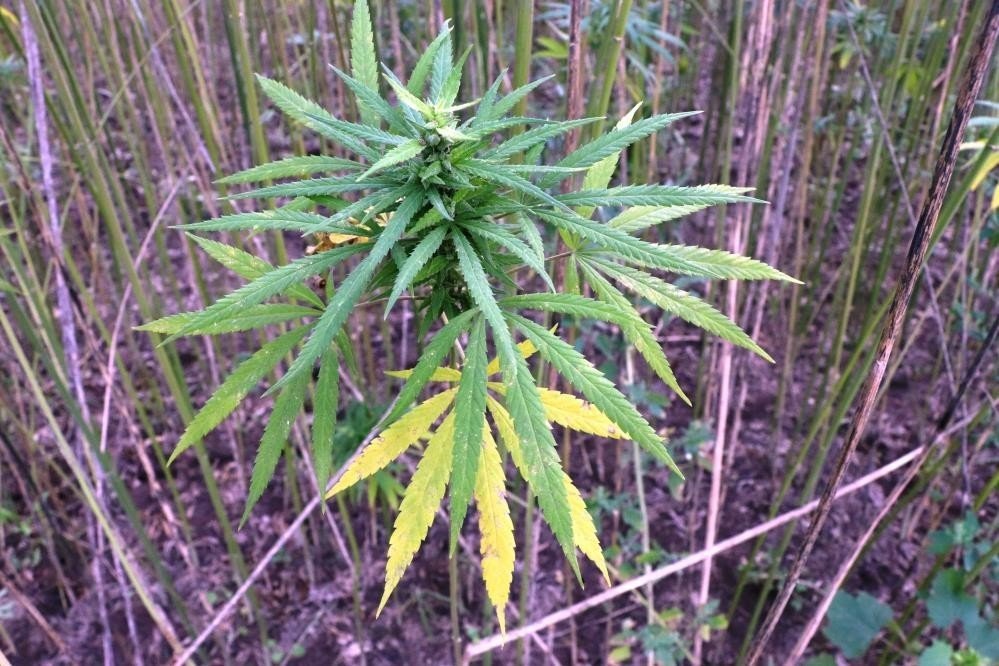 Türkiye’nin 2023 yılı kenevir ekim alanının 6 bin 500 dekar olması bekleniyor