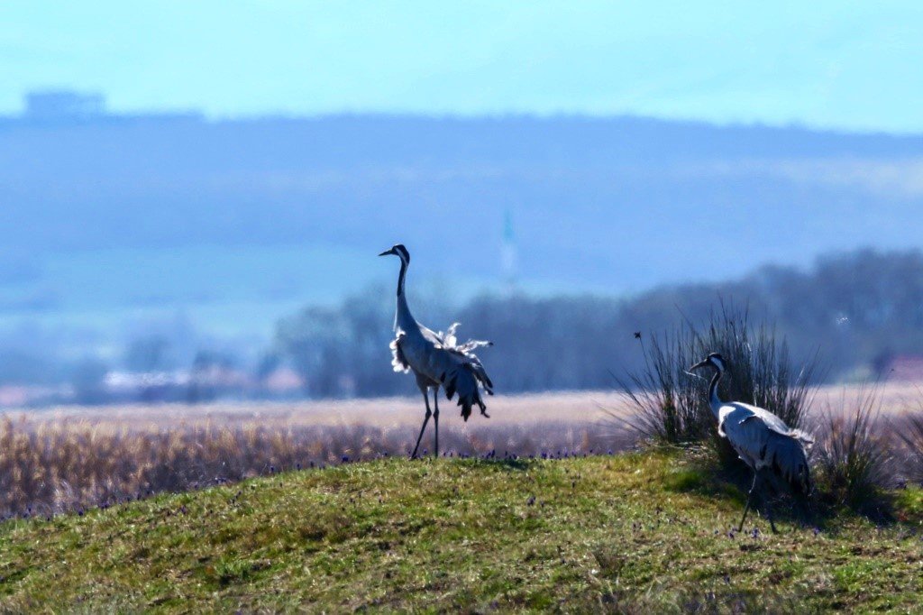 Turnalar, yeni yuvalarında incelendiler