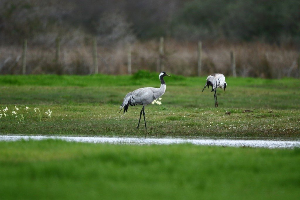 Turnalar, yeni yuvalarında incelendiler