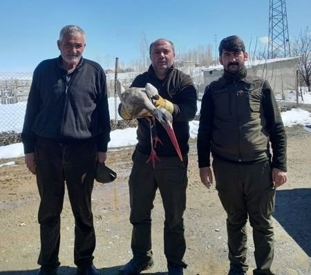 Van’da yaralı leylek tedavi altına alındı