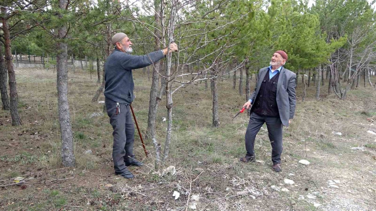 Huzuru yabani meyve ağaçlarını aşılayarak buluyorlar