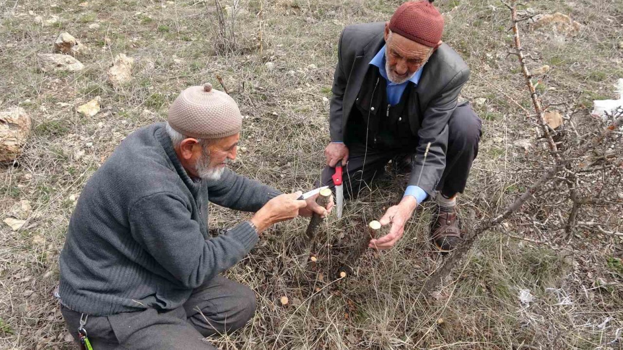 Huzuru yabani meyve ağaçlarını aşılayarak buluyorlar