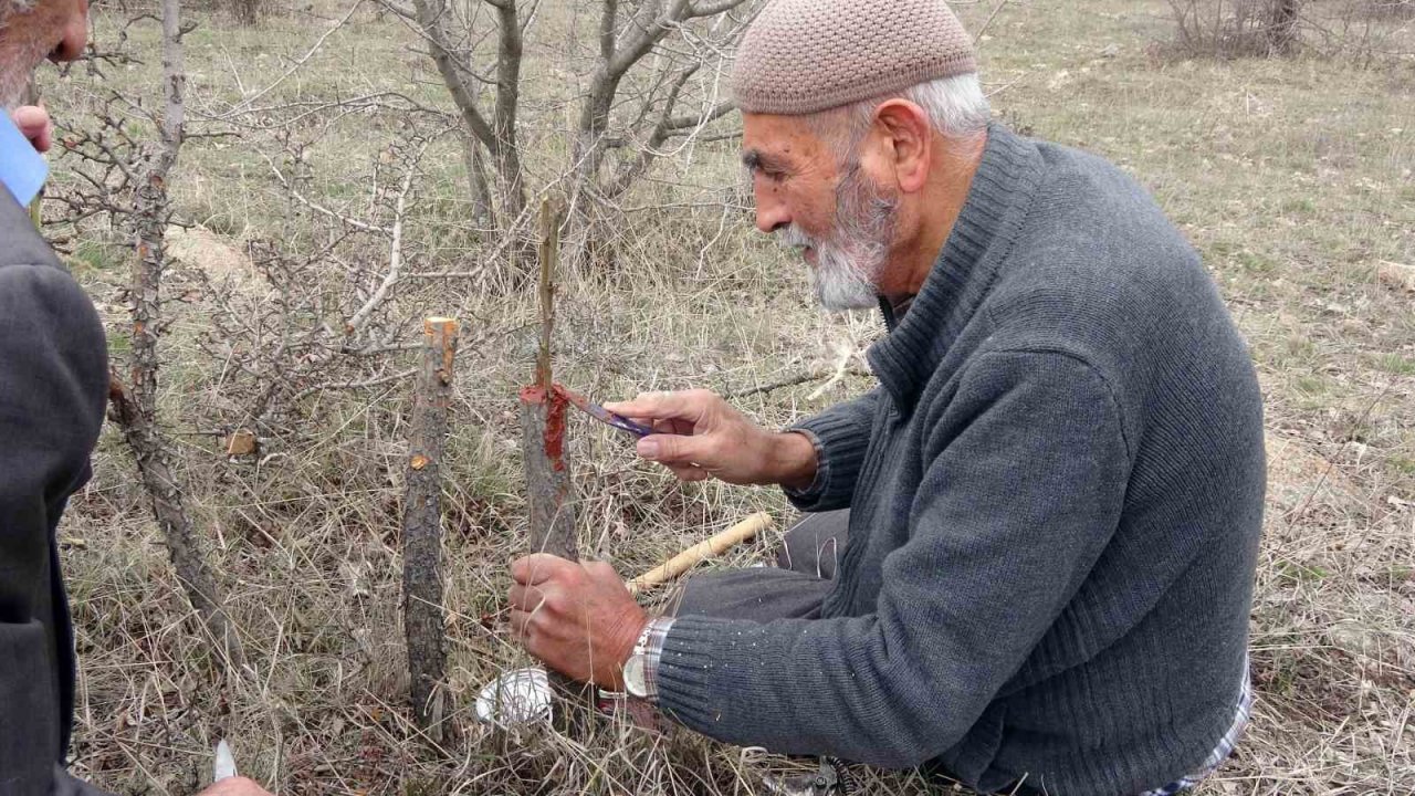 Huzuru yabani meyve ağaçlarını aşılayarak buluyorlar