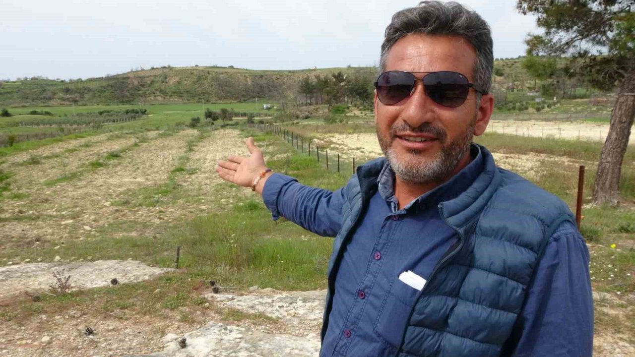 3 dönüm üzerinde bulunan 95 adet zeytin ağacını kesip katlettiler