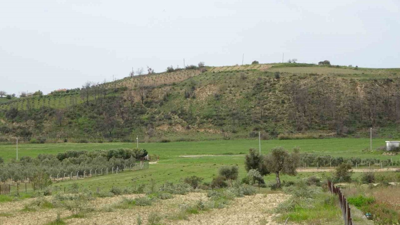 3 dönüm üzerinde bulunan 95 adet zeytin ağacını kesip katlettiler