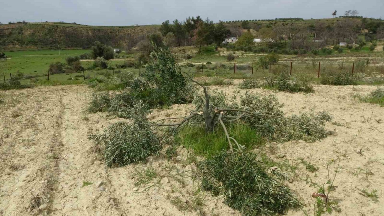 3 dönüm üzerinde bulunan 95 adet zeytin ağacını kesip katlettiler
