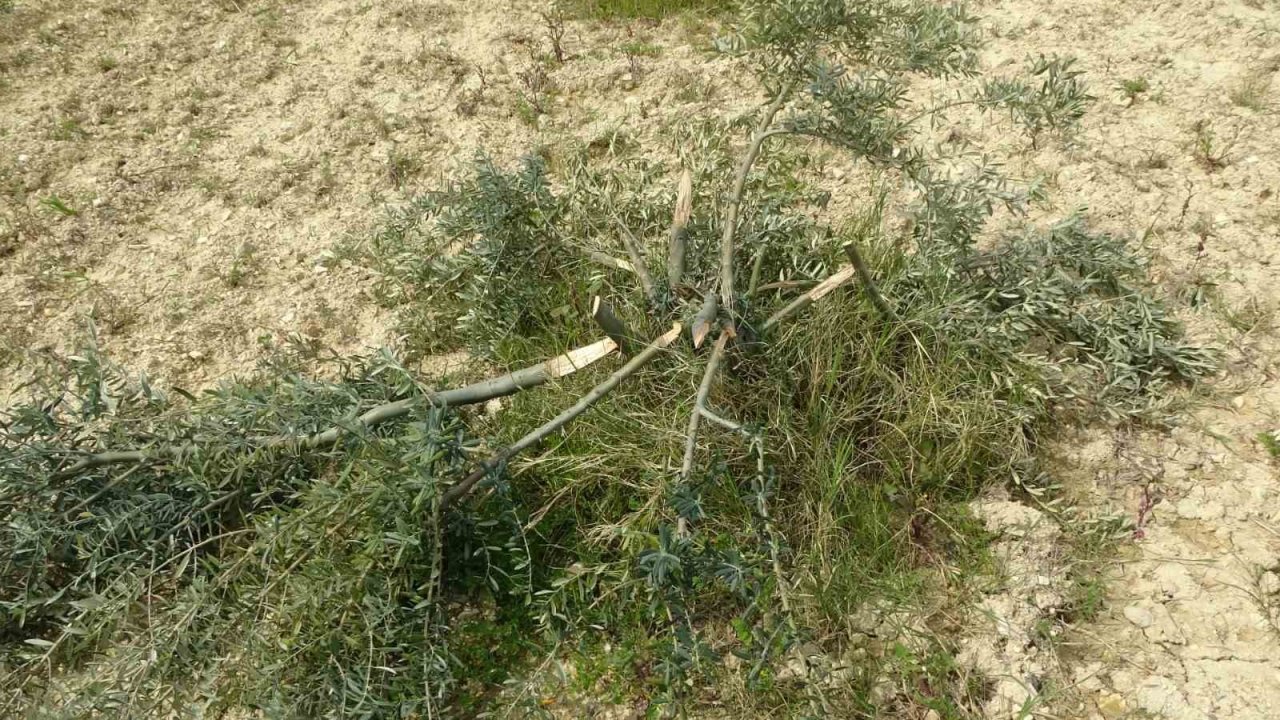 3 dönüm üzerinde bulunan 95 adet zeytin ağacını kesip katlettiler