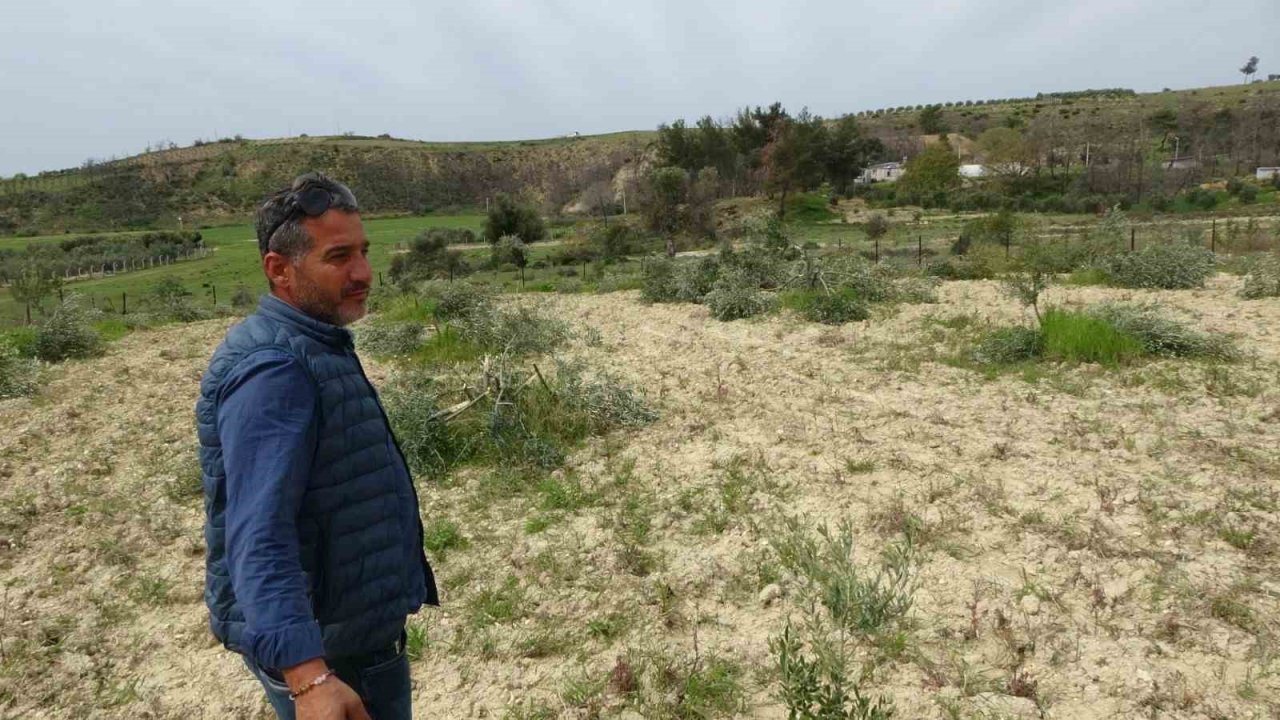 3 dönüm üzerinde bulunan 95 adet zeytin ağacını kesip katlettiler