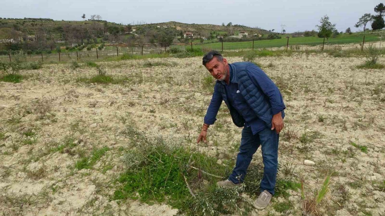 3 dönüm üzerinde bulunan 95 adet zeytin ağacını kesip katlettiler