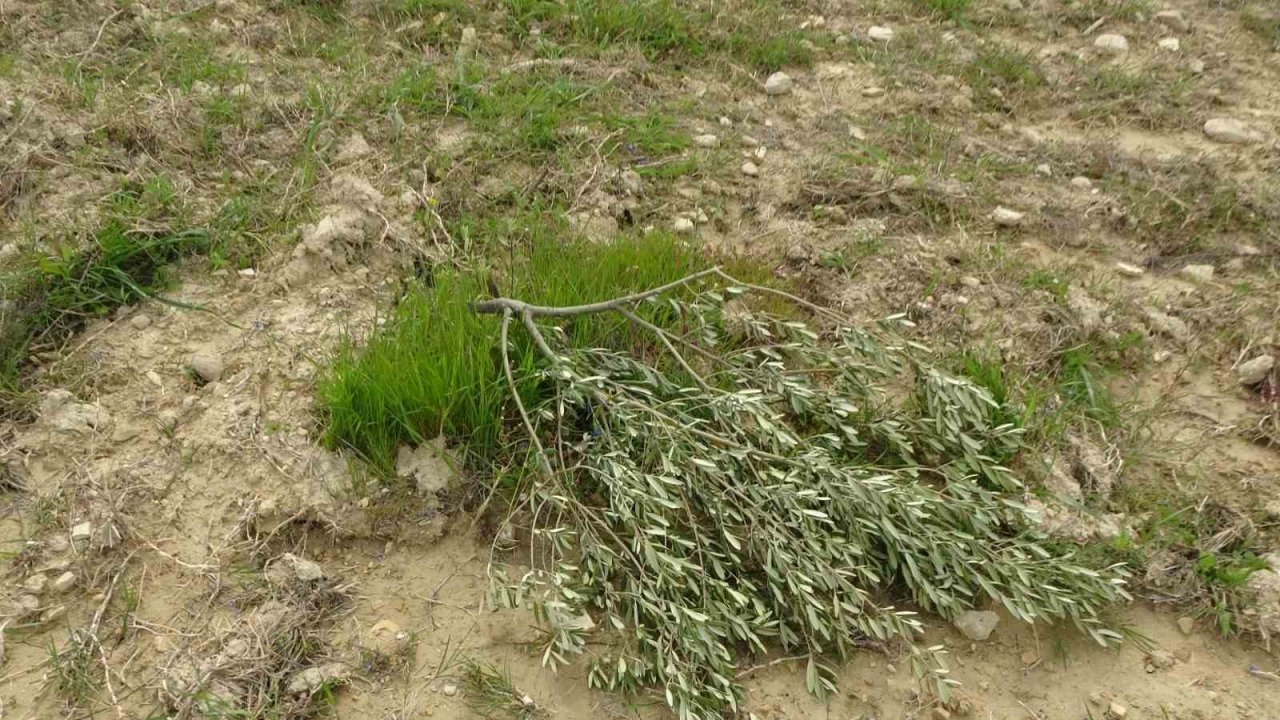 3 dönüm üzerinde bulunan 95 adet zeytin ağacını kesip katlettiler