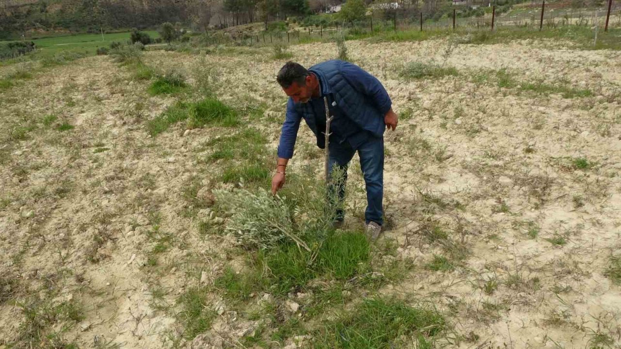 3 dönüm üzerinde bulunan 95 adet zeytin ağacını kesip katlettiler