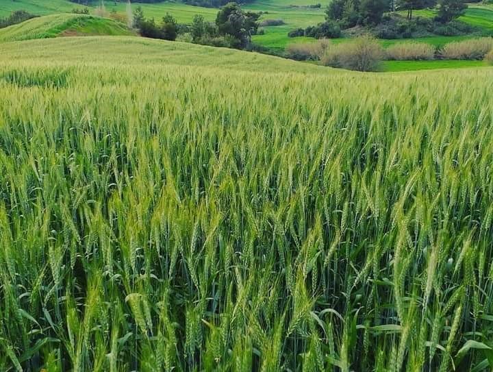 110 bin dekar hububat ekili alanda 50 bin ton buğday ve arpa rekoltesi bekleniyor