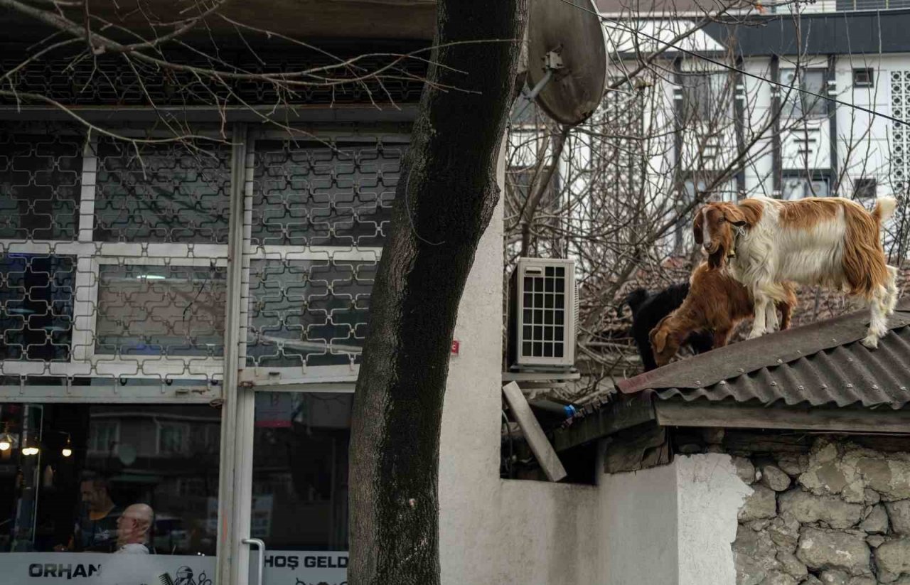 İstanbul’da keçilerin çatıda koşturması görenleri gülümsetti