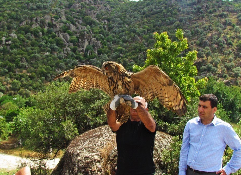 Kuşadası’nda 1 baykuş ölü, 2 atmaca yaralı olarak bulundu