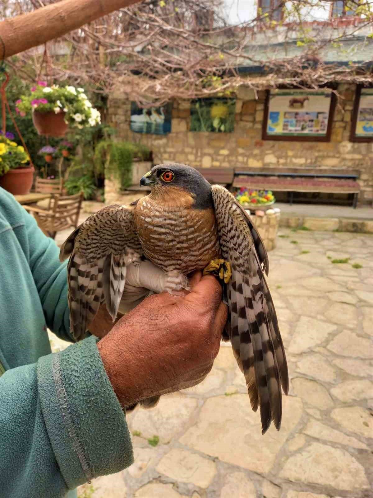 Kuşadası’nda 1 baykuş ölü, 2 atmaca yaralı olarak bulundu