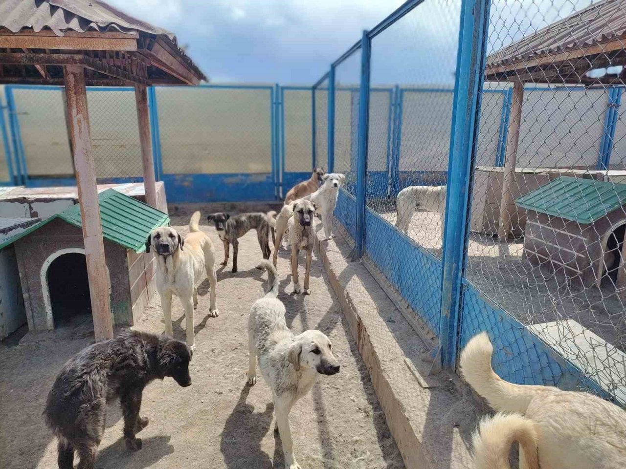 Büyükşehir Geçici Köpek Bakım Evi, depremzede hayvanlara ev sahipliği yapıyor