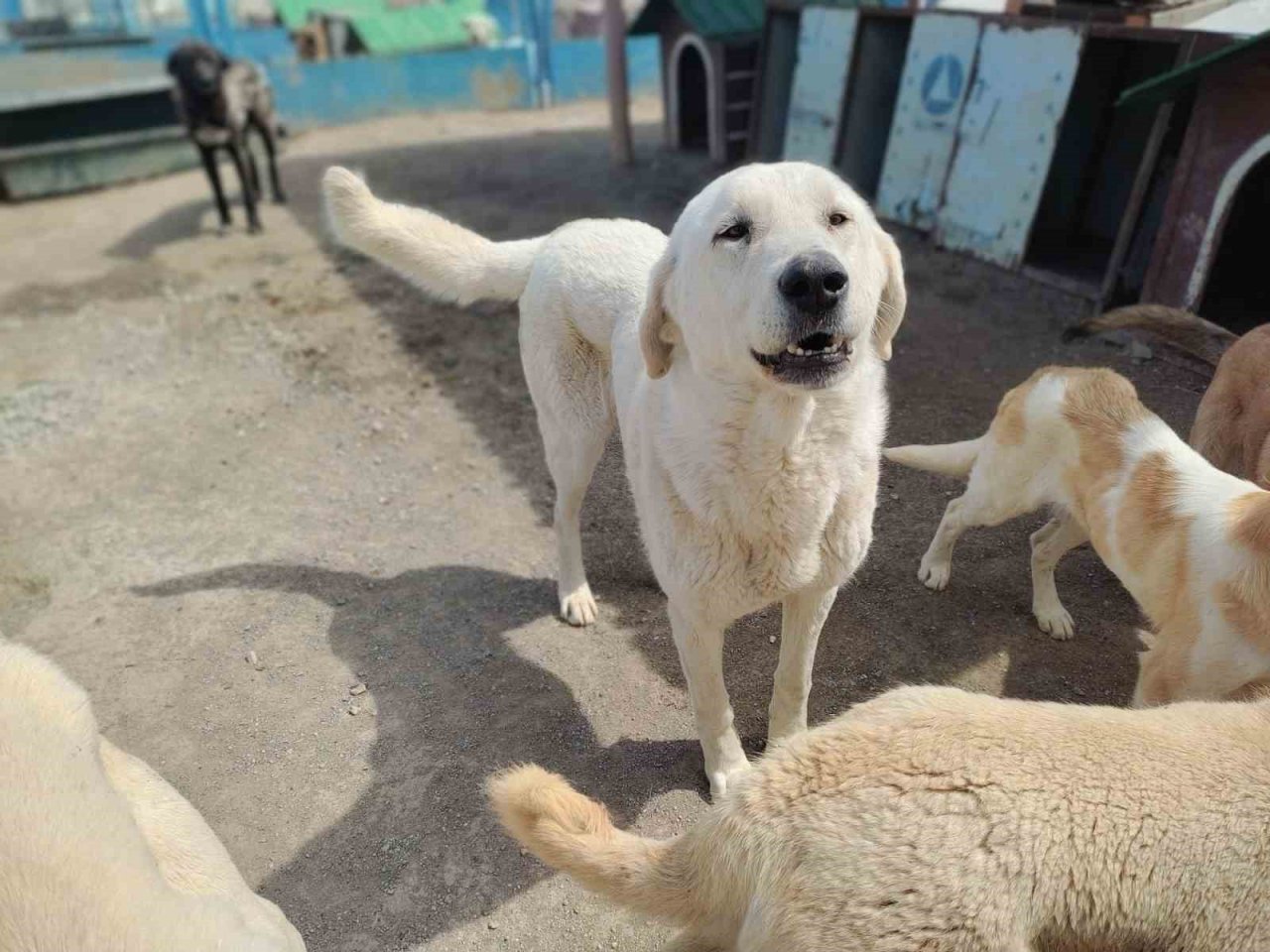 Büyükşehir Geçici Köpek Bakım Evi, depremzede hayvanlara ev sahipliği yapıyor