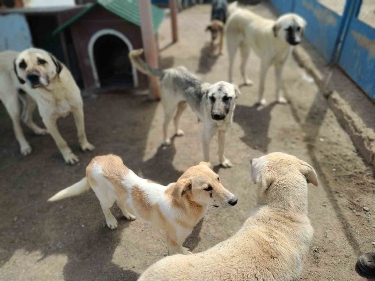 Büyükşehir Geçici Köpek Bakım Evi, depremzede hayvanlara ev sahipliği yapıyor