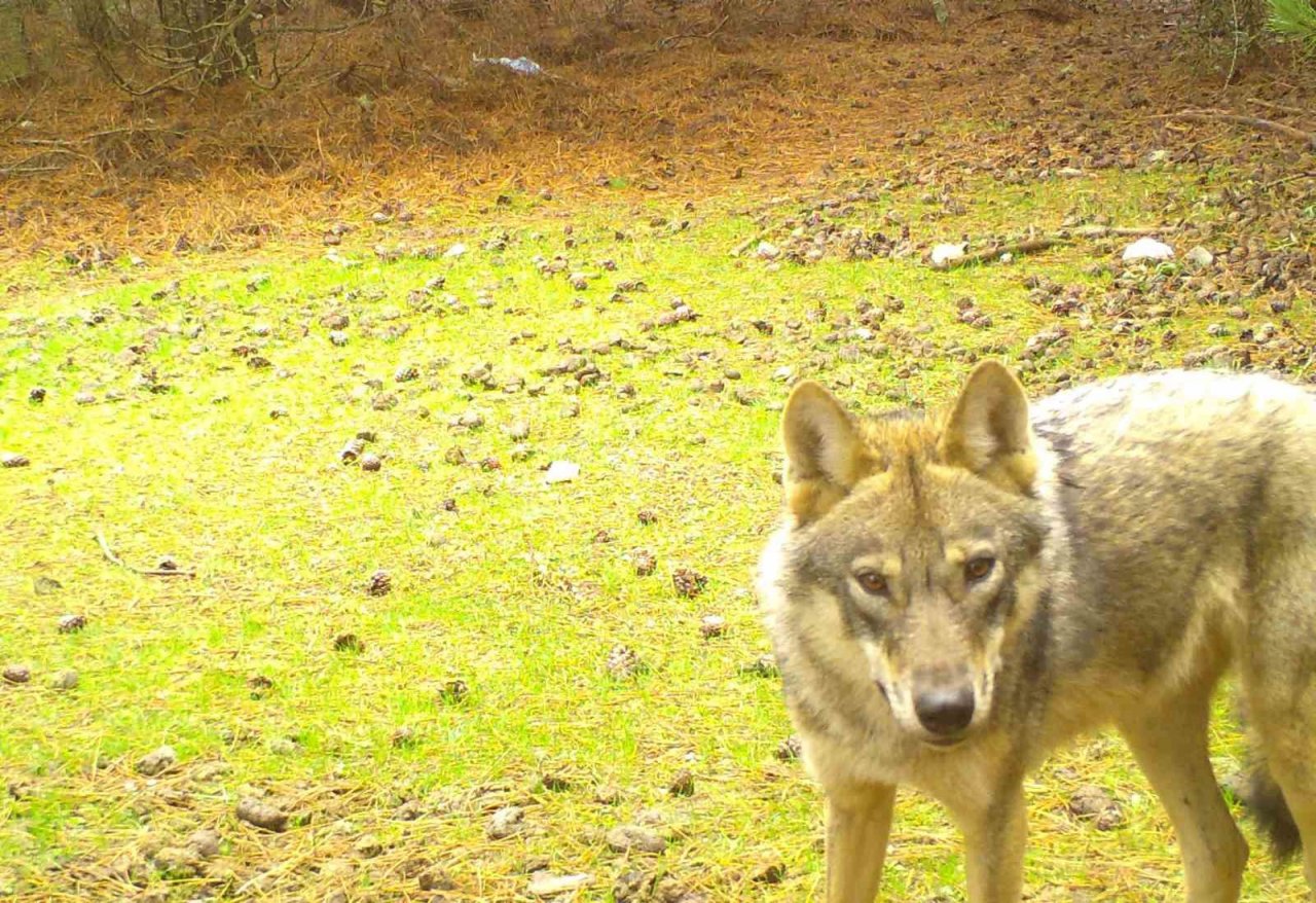 Manisa’daki fotokapan görüntüleri belgeselleri aratmadı