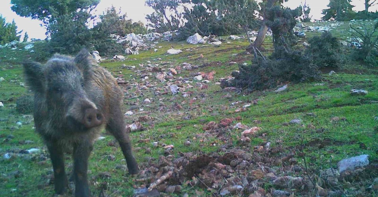 Manisa’daki fotokapan görüntüleri belgeselleri aratmadı