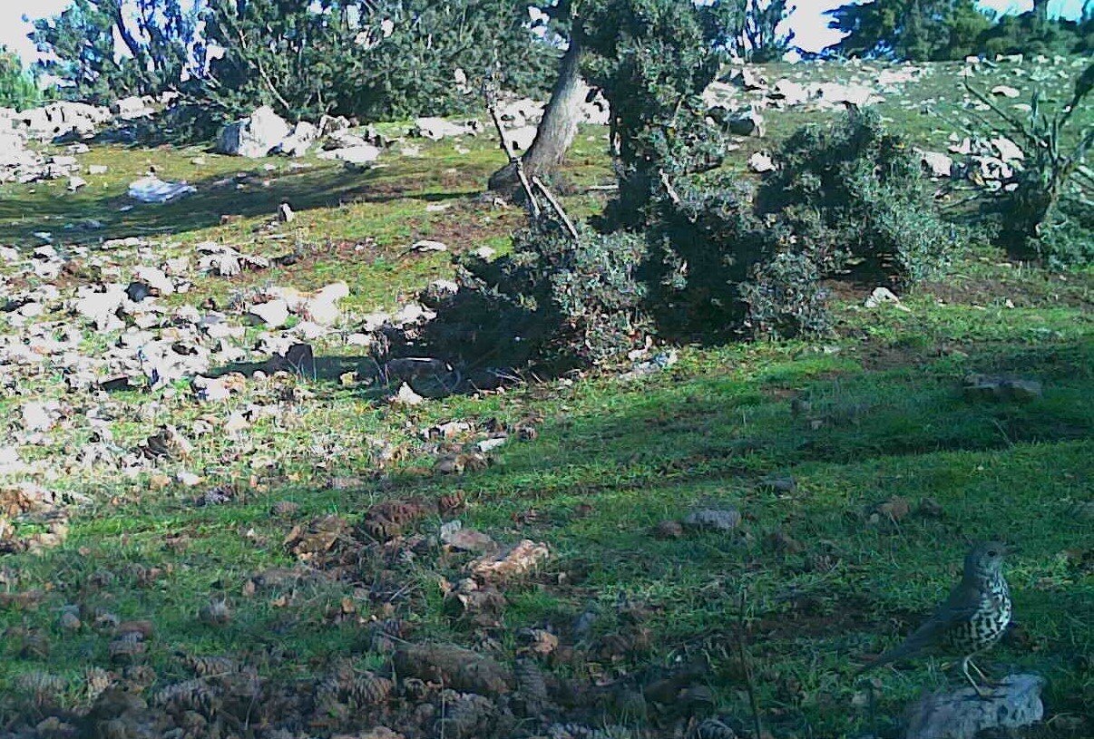 Manisa’daki fotokapan görüntüleri belgeselleri aratmadı