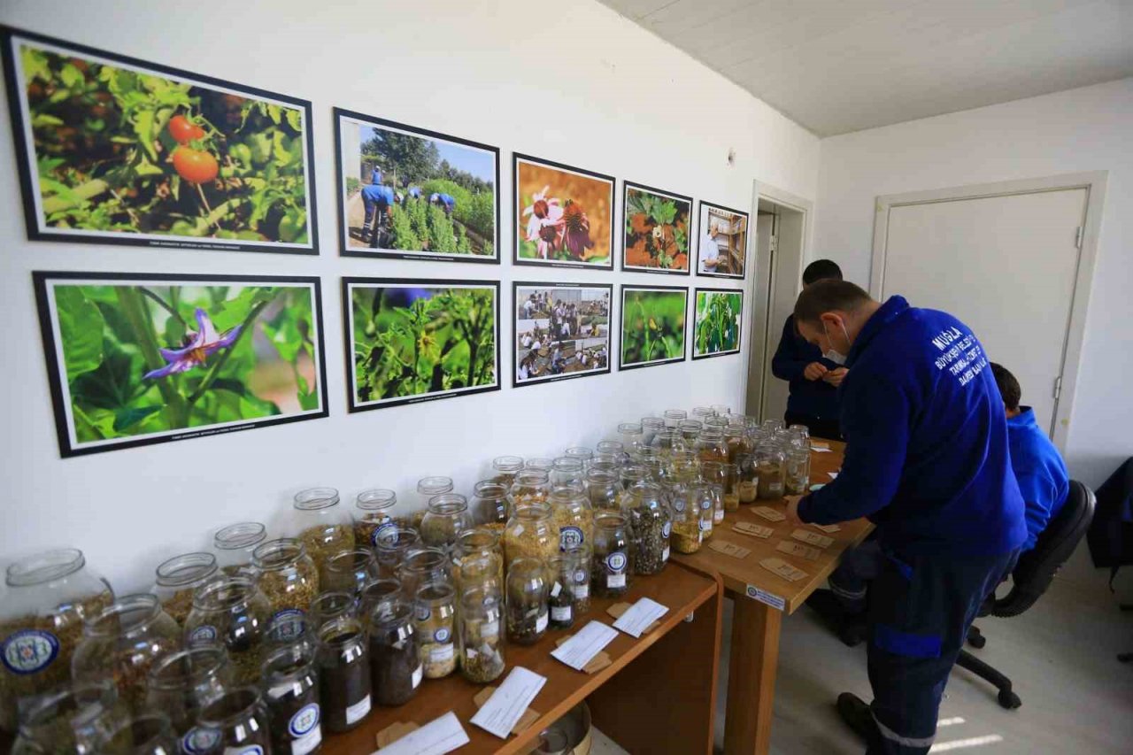 18 milyon ata tohumu dağıtıldı