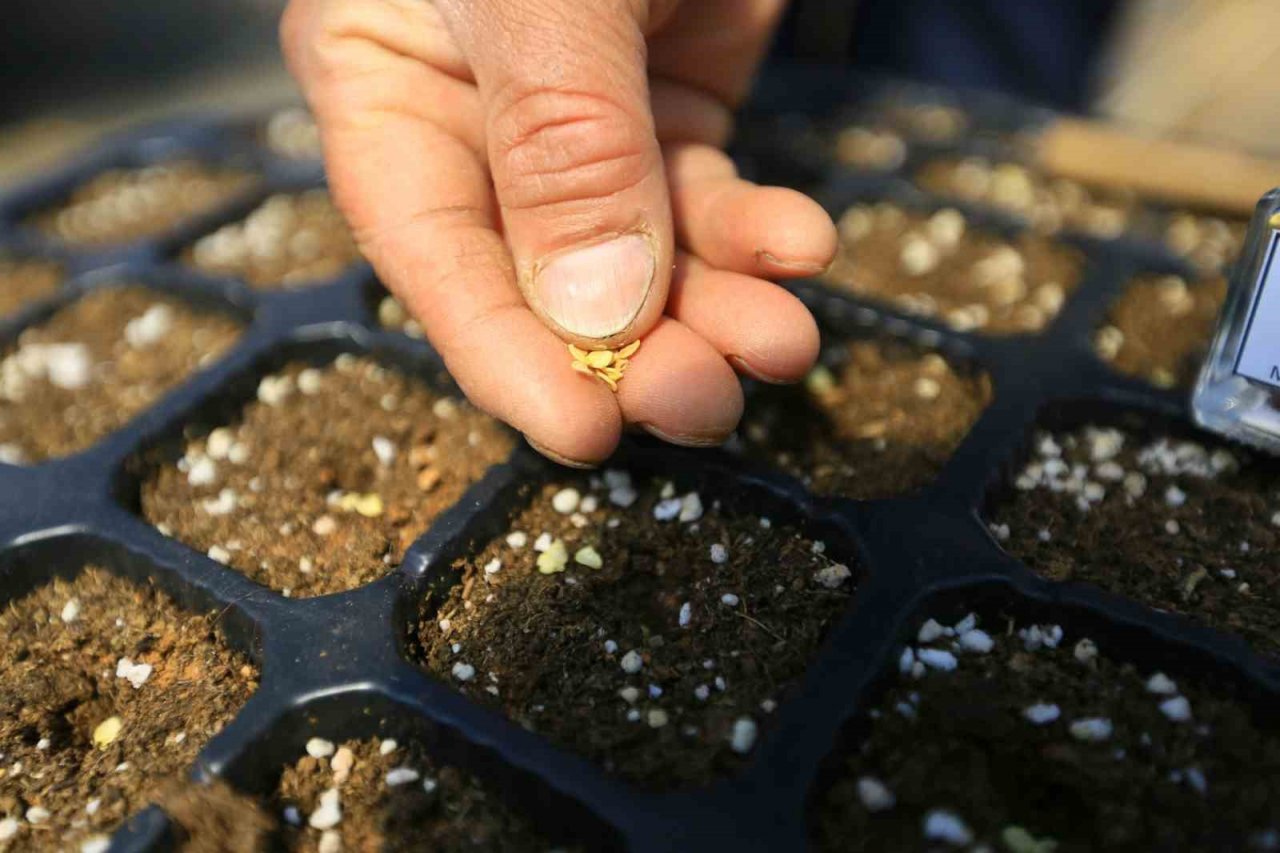 18 milyon ata tohumu dağıtıldı