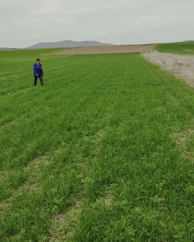 Arpa ve buğday çeşitlerinin gelişimleri kontrol edildi