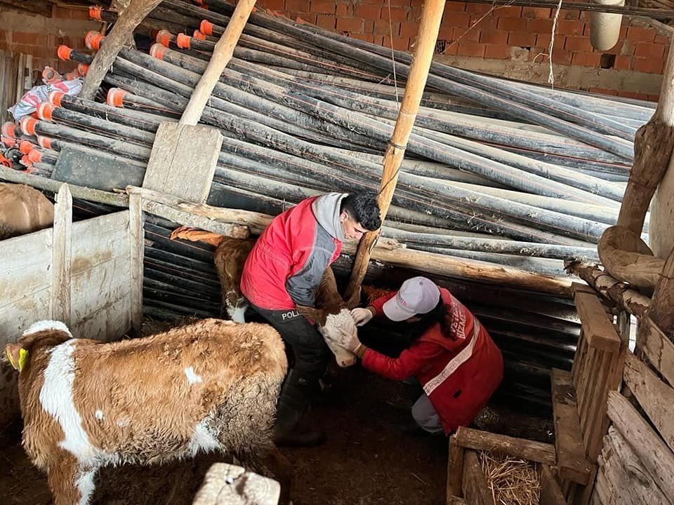 Sandıklı’da büyükbaş hayvanlara aşılama çalışması sürüyor