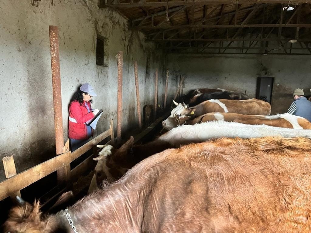 Sandıklı’da büyükbaş hayvanlara aşılama çalışması sürüyor