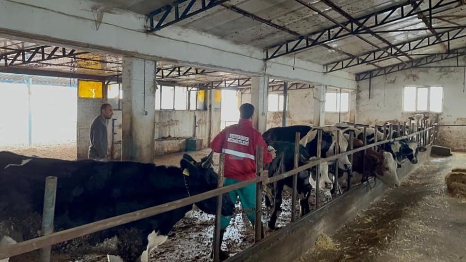 Sandıklı’da büyükbaş hayvanlara aşılama çalışması sürüyor