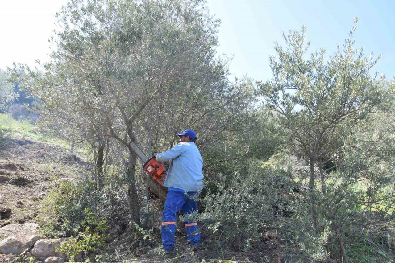 Uzun süredir bakımsız olan zeytin ağaçları budanıyor