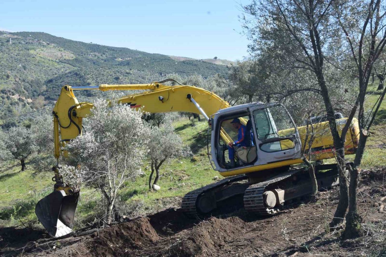 Uzun süredir bakımsız olan zeytin ağaçları budanıyor