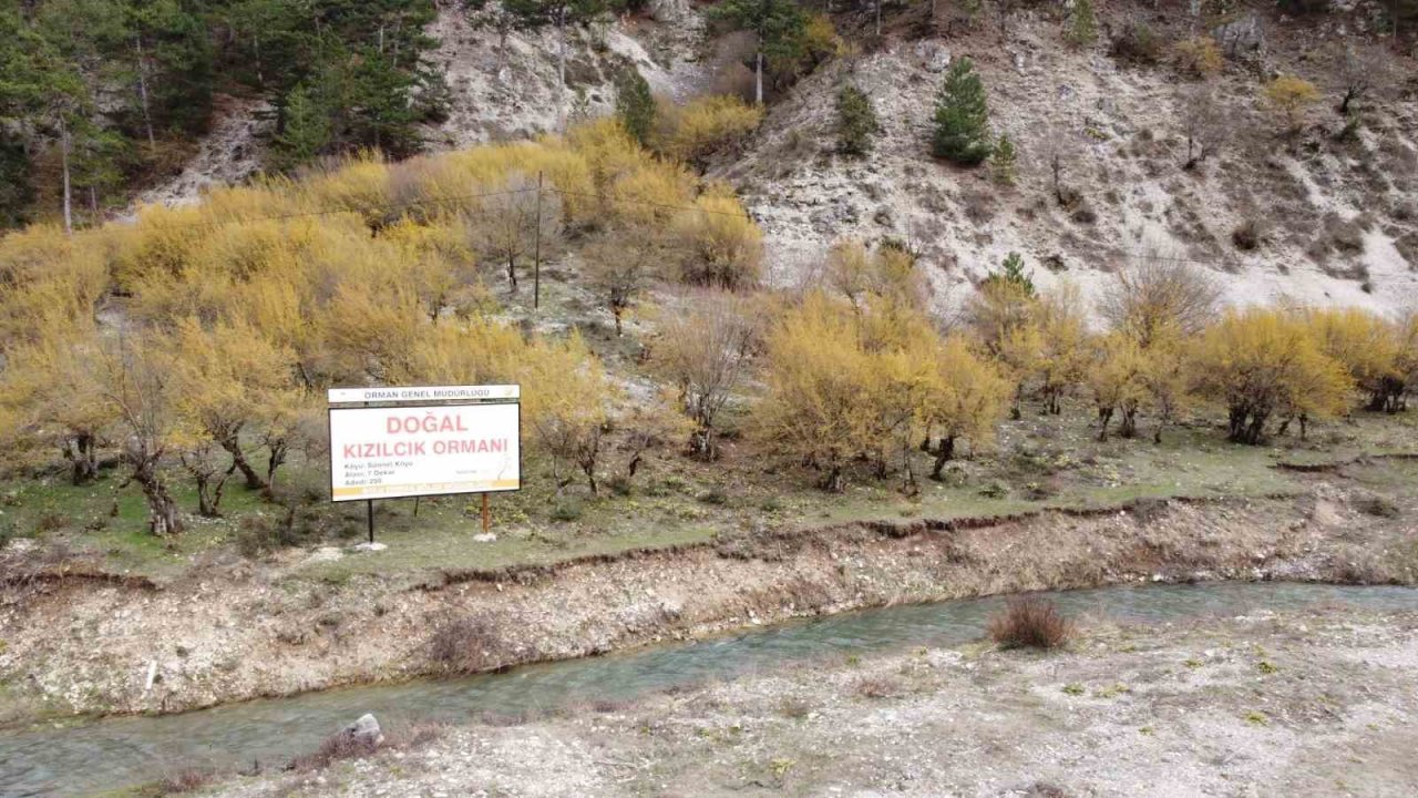 Kızılcık ağaçları sapsarı çiçek açtı