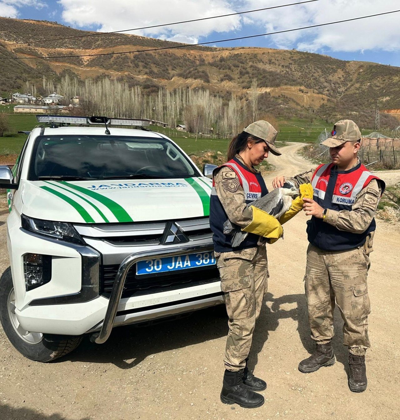 Şemdinli’de gri balıkçıl türü kuş bulundu