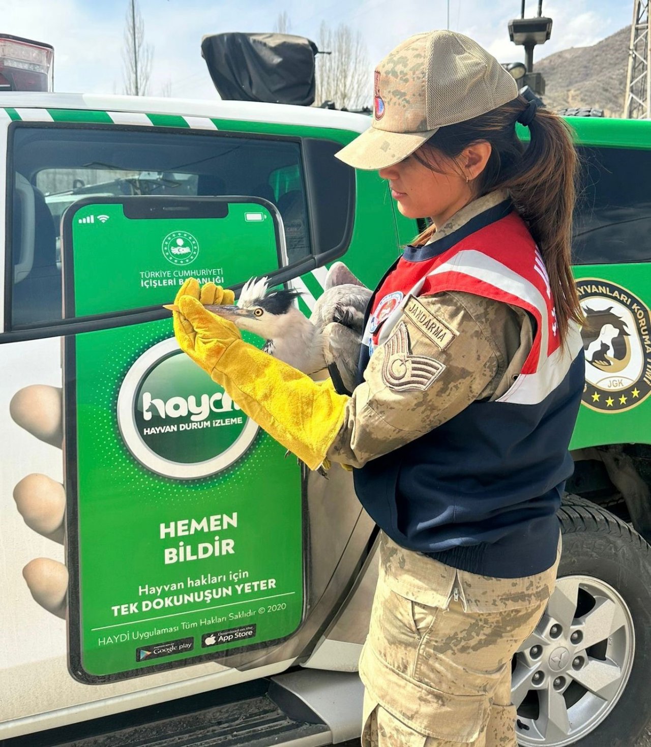 Şemdinli’de gri balıkçıl türü kuş bulundu