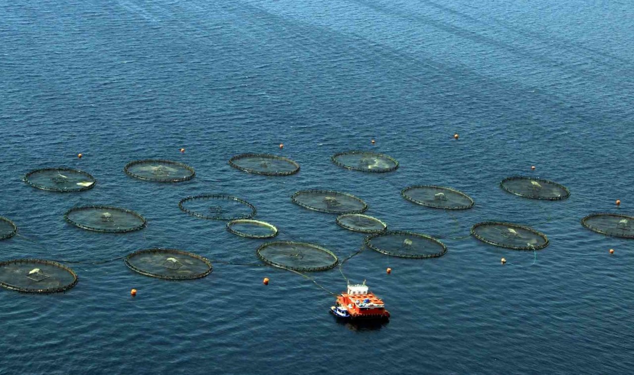 Muğla ihracatını su ürünleri sırtlıyor