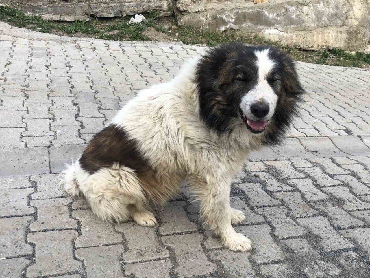 Vefalı köpek askerden dönen sahibine sarıldı